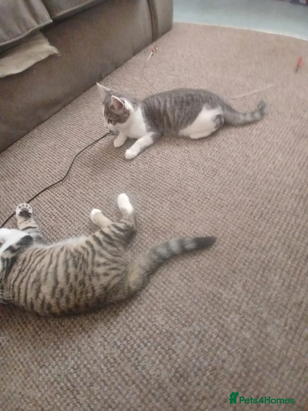 Mixed Breed cats for sale: Mix breed kittens readdy to go  in Birmingham - Advert 2