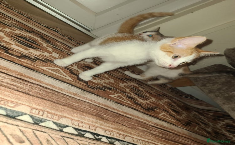 Mixed Breed cats - Advert 11