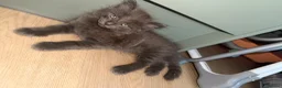 Mixed Breed cats for sale: Kittens for sale  - Advert 3