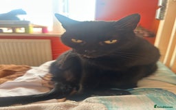 Mixed Breed cats for sale: Eli the black cat - Image 4