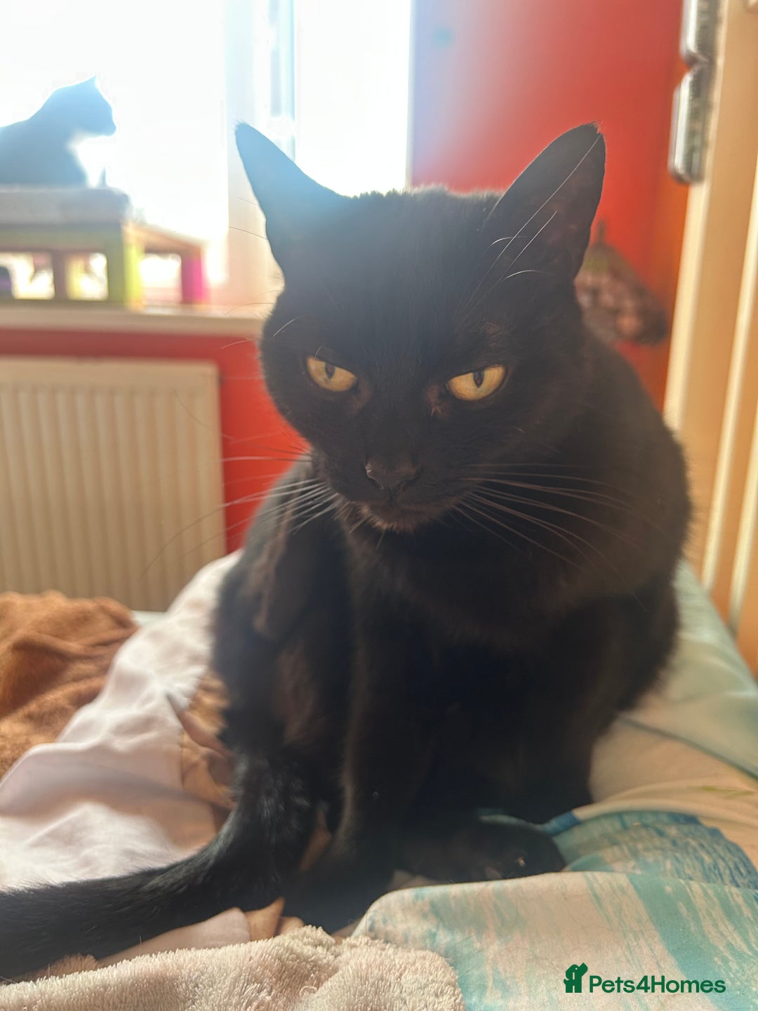 Mixed Breed cats for sale: Eli the black cat - Image 4
