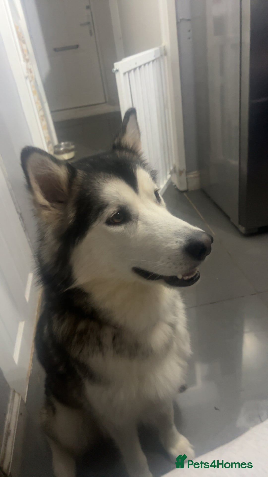 Alaskan Malamute dogs for sale: !ONLY 3 LEFT! - Advert 2