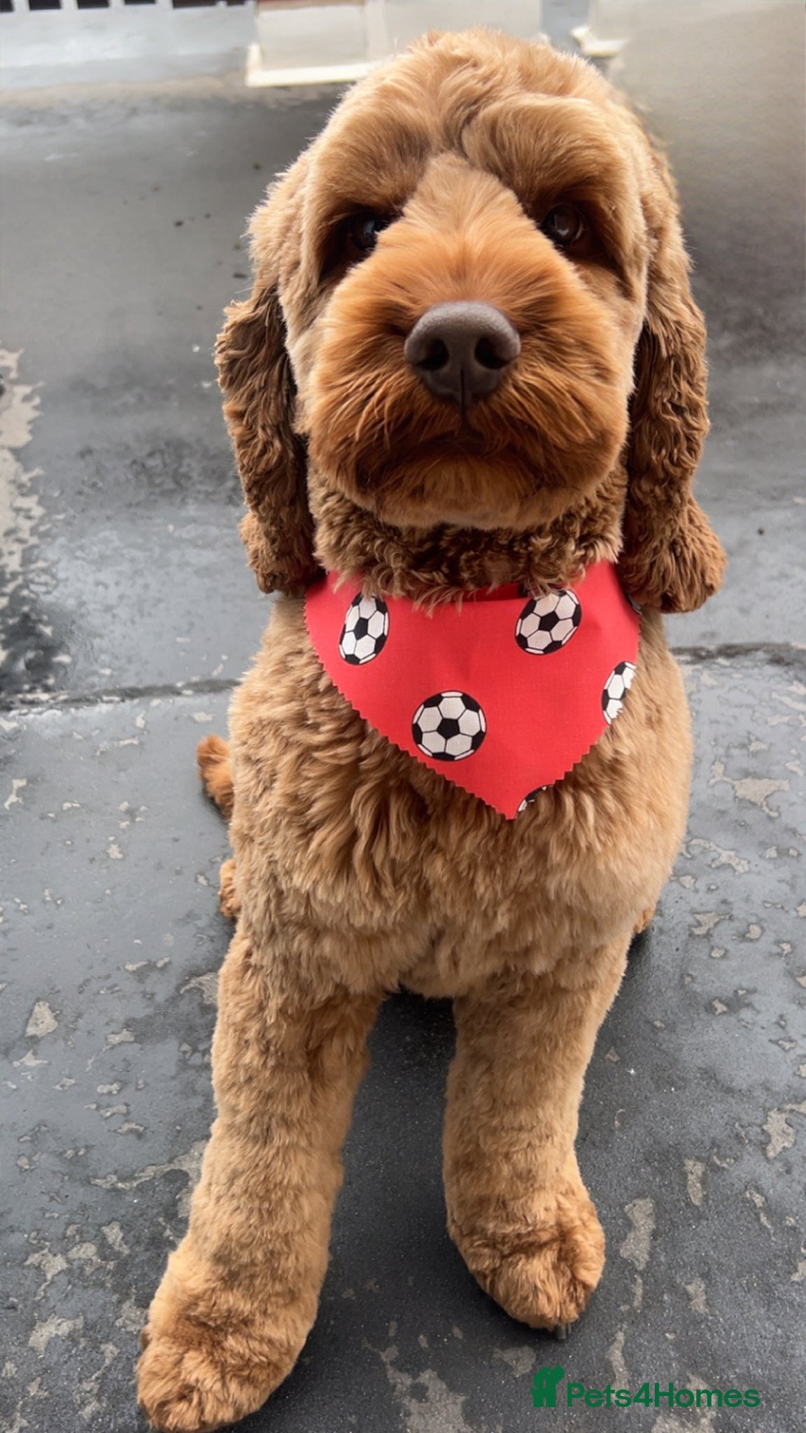 Cockapoo dogs Lunas - Cockapoo  - Advert 1