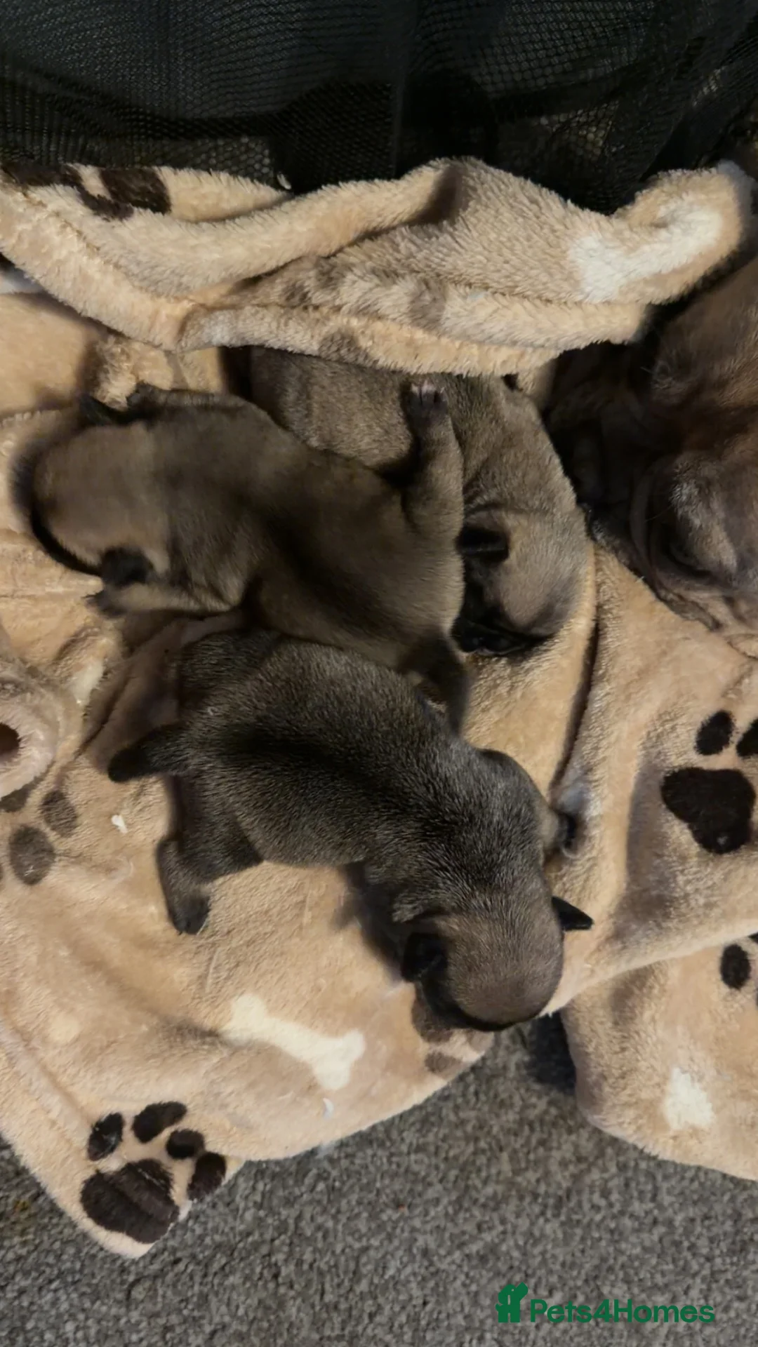 Frug dogs for sale: frug babys - Advert 8