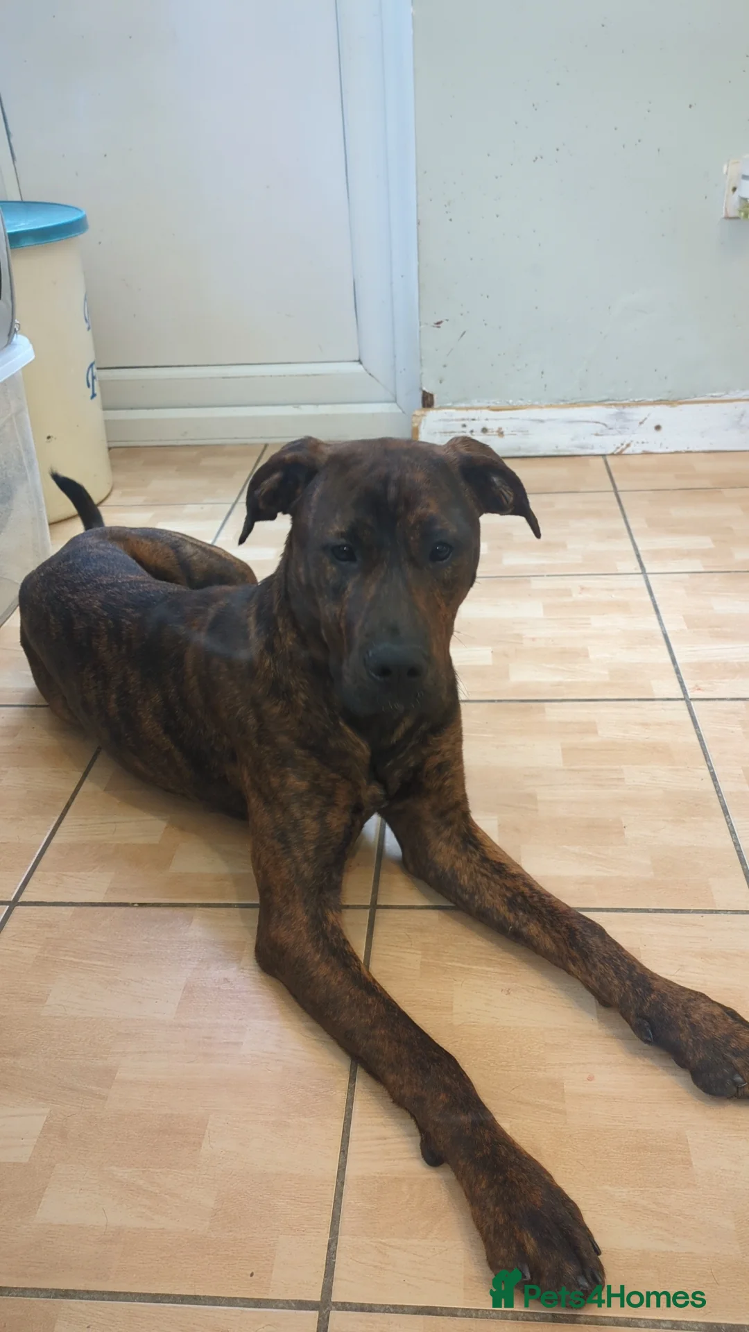 Mixed Breed dogs for sale: Doberman x  - Advert 1