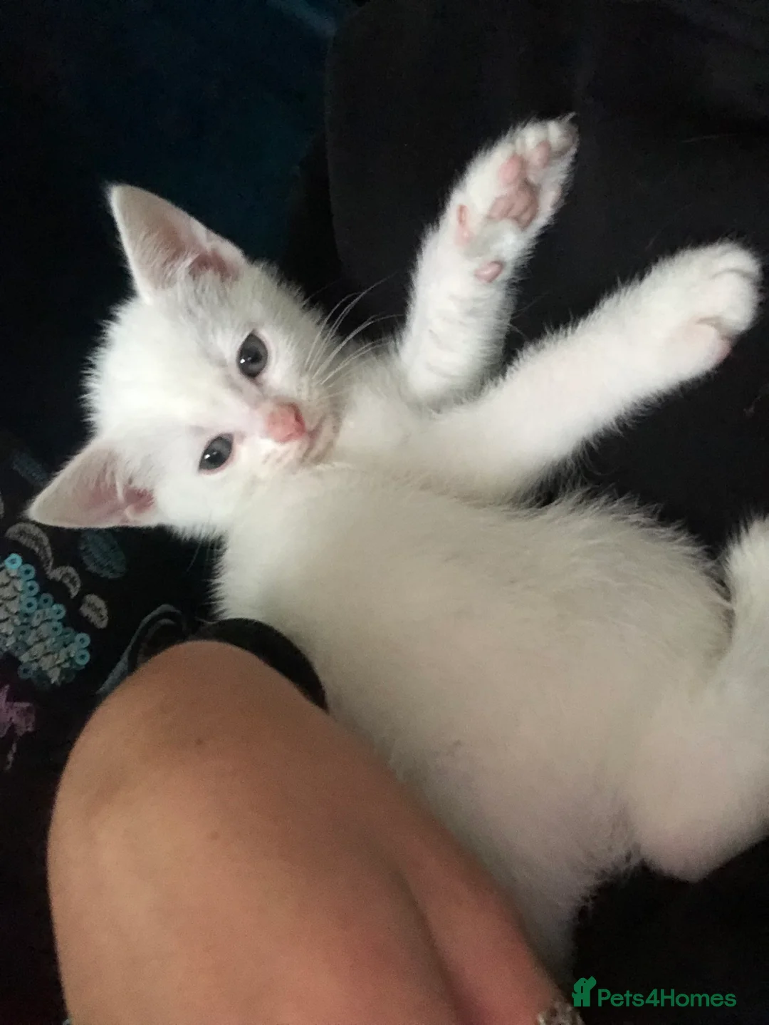 Khao Manee cats for sale: 8 week old khao manee kitten ready to leave now  - Advert 2