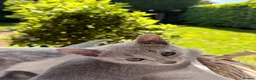 Russian Blue cats for sale: 🐾Champion Line TICA Russian Blue Kittens 🐾 - Advert 21
