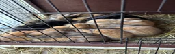Continental Giant rabbits for sale: Giant continental x French lop - Advert 1