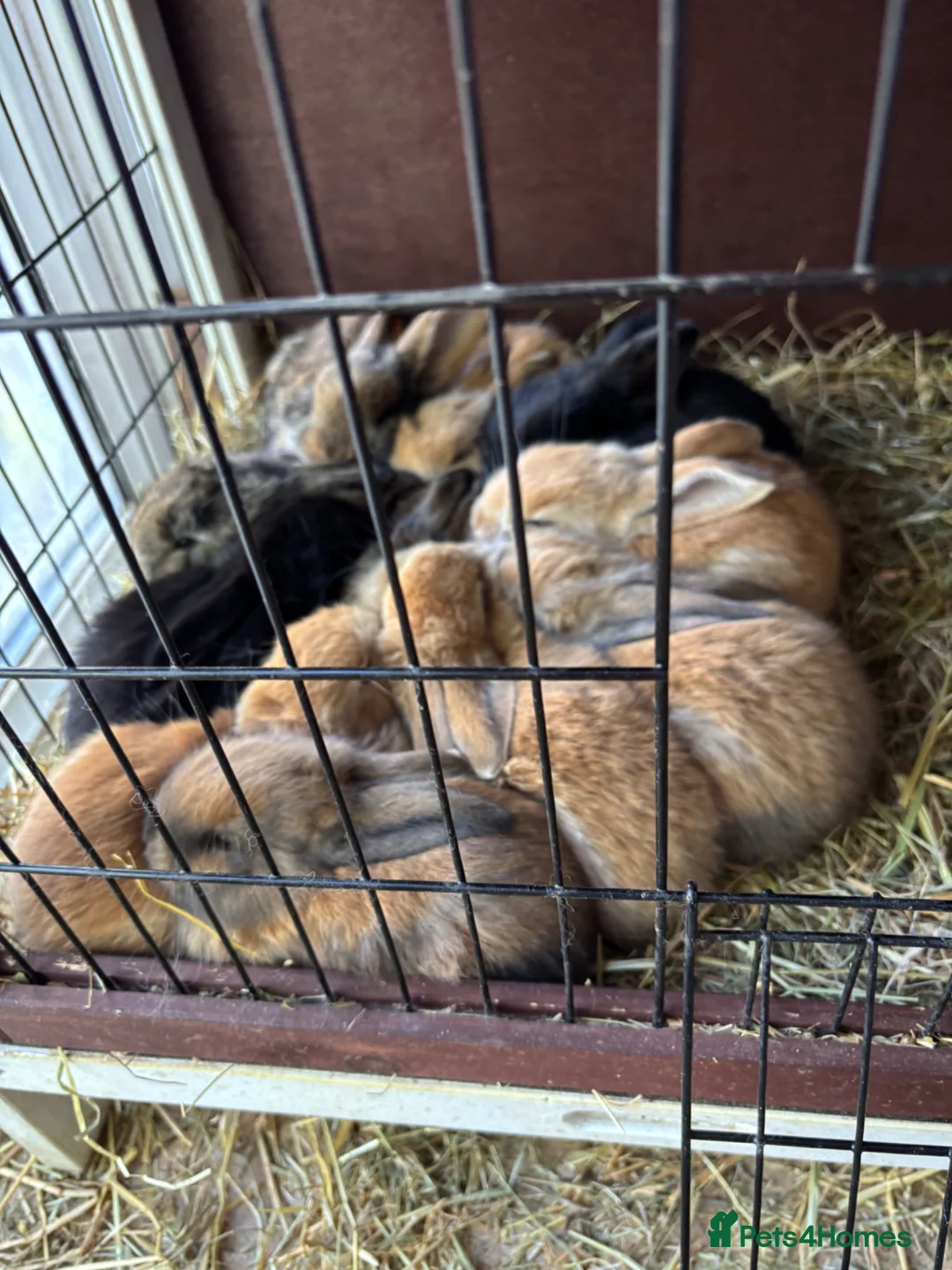Continental Giant rabbits for sale: Giant continental x French lop - Advert 1