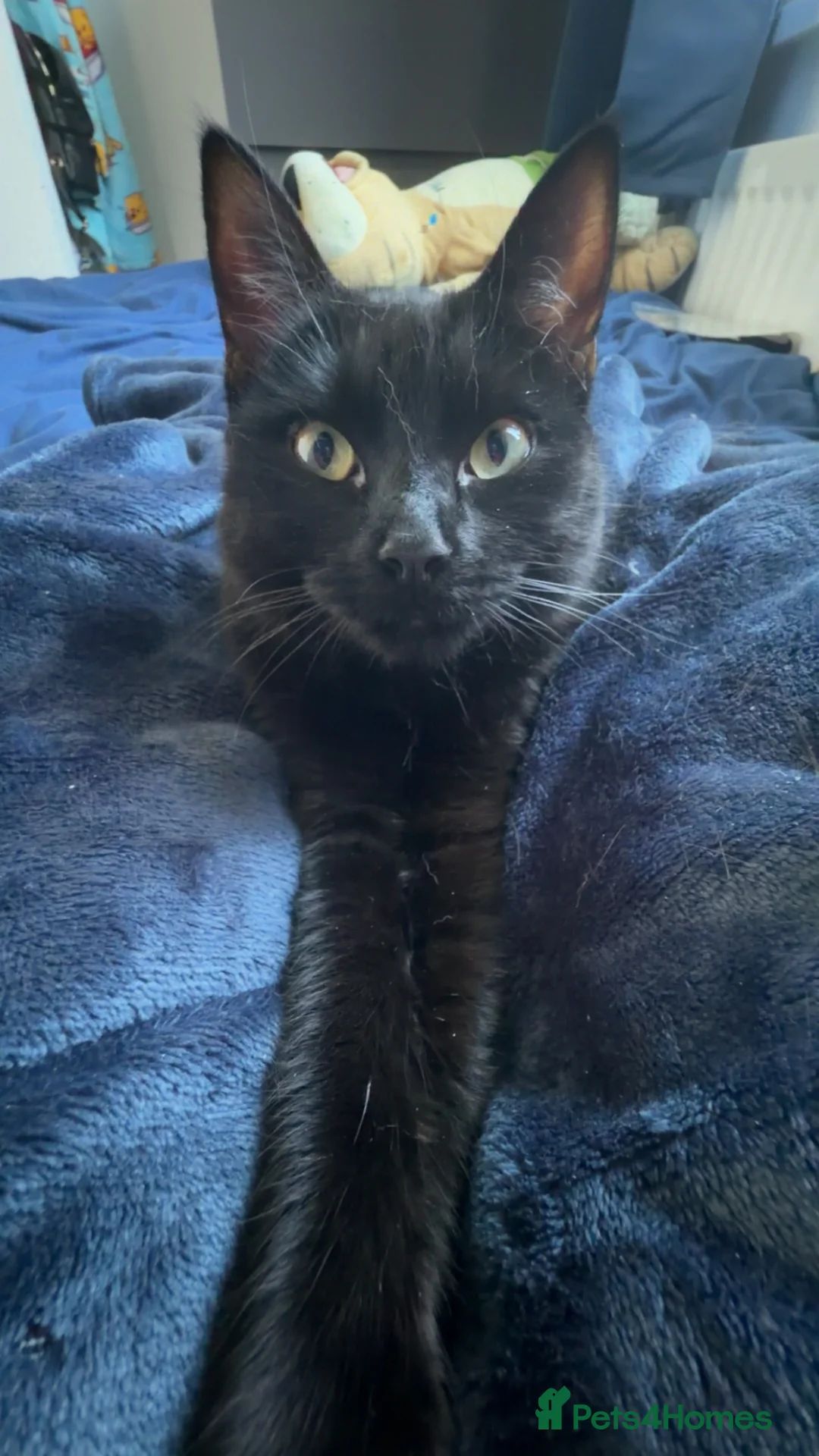 Mixed Breed cats for sale: Ragdoll mix in Blyth - Advert 2