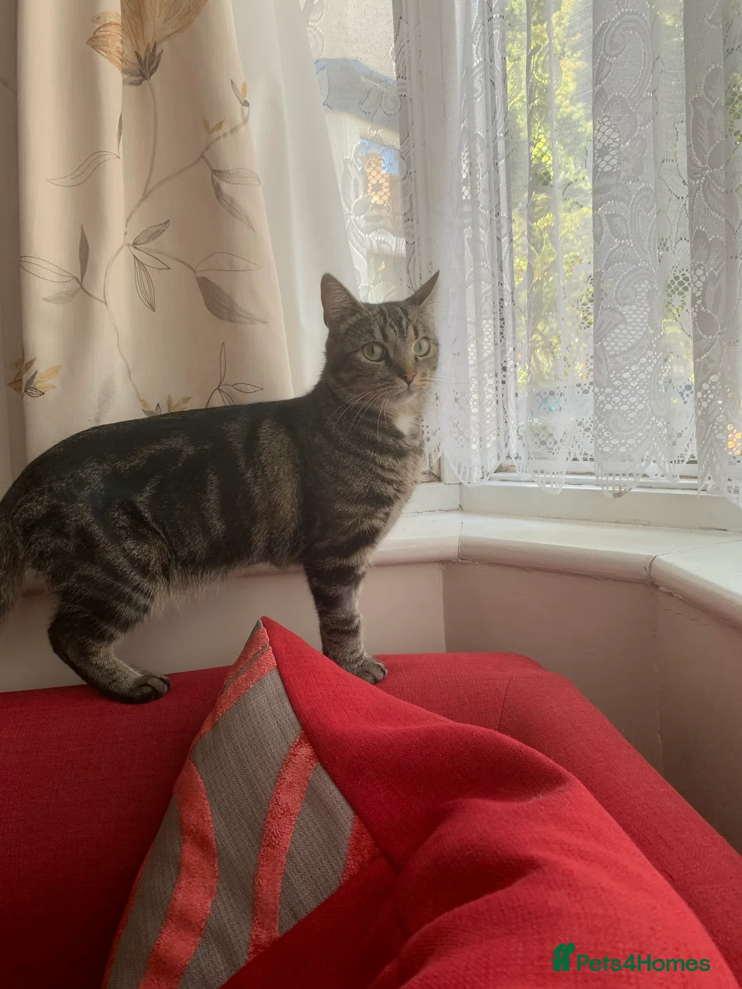 British Shorthair cats for sale: Kitten boy - Advert 2