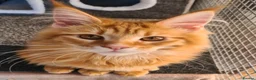 Maine Coon cats for sale: Tica registered girls - Advert 2
