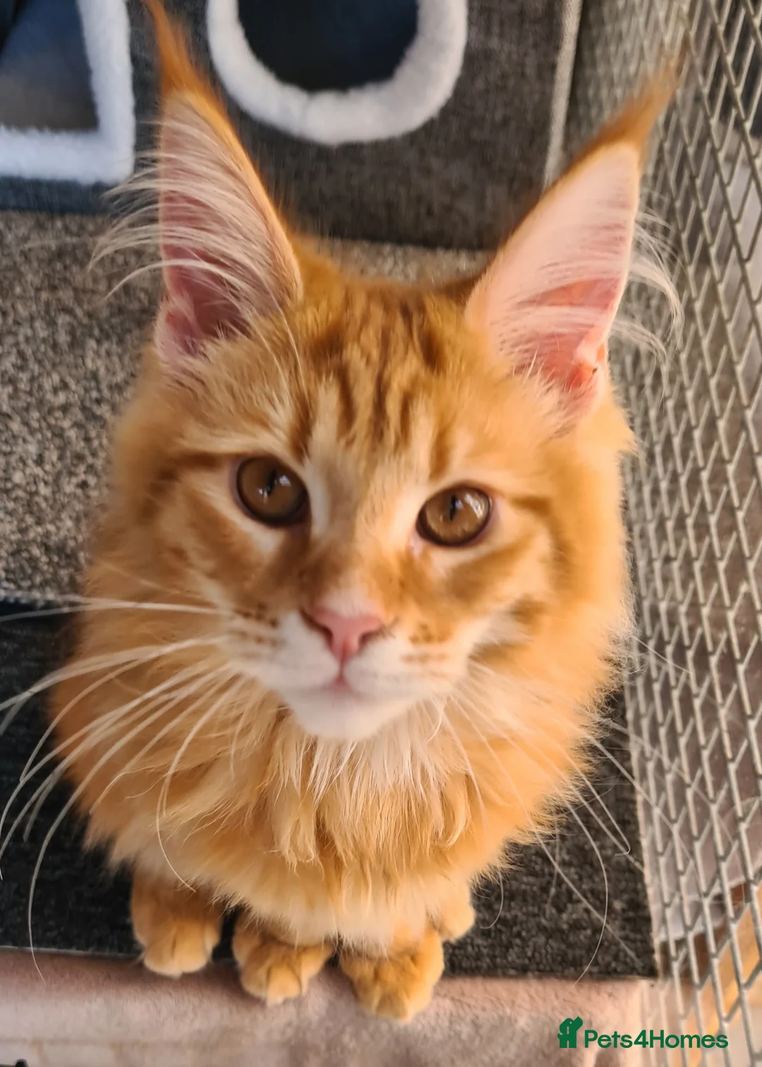 Maine Coon cats for sale: Tica registered girls - Advert 2