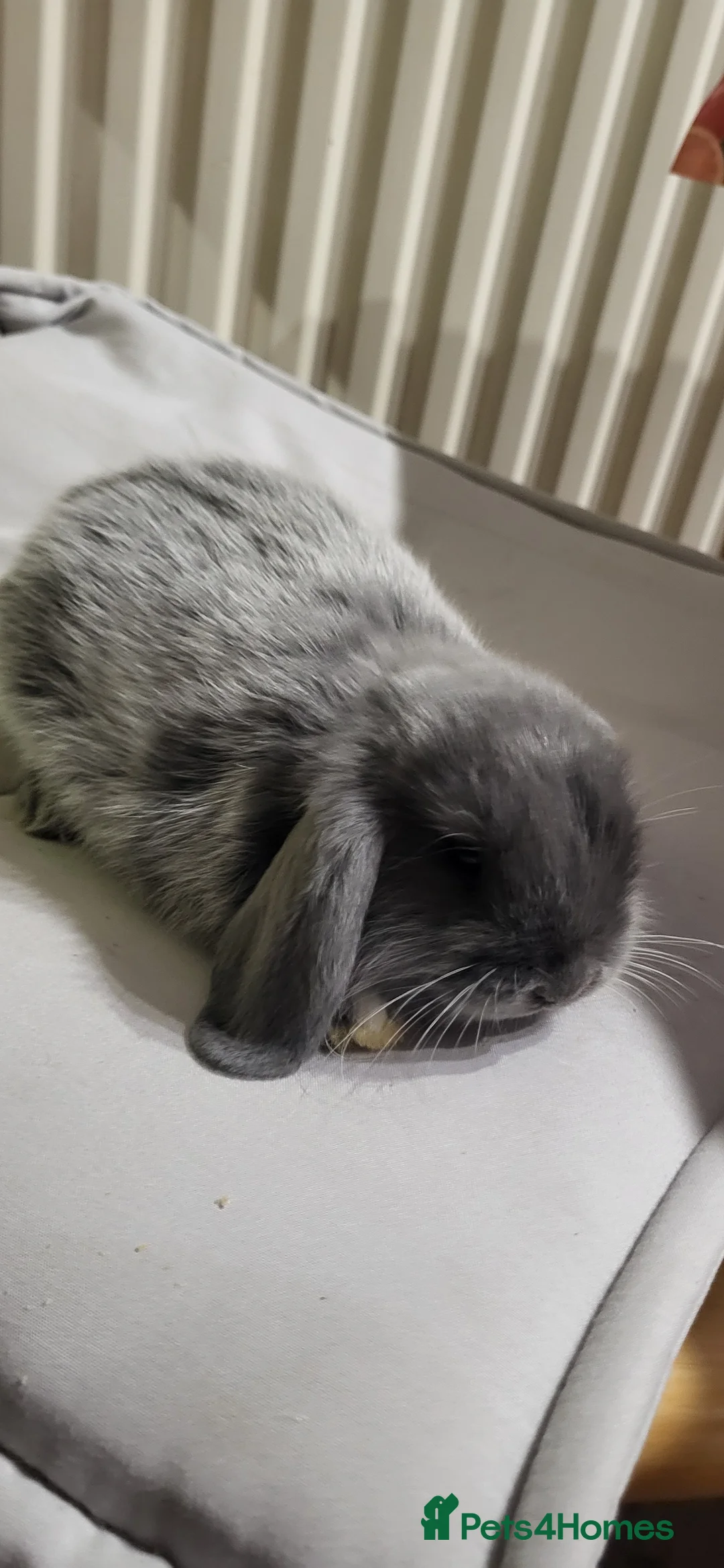 Mini Lion Lop rabbits for sale: Beautiful Mini lop looking good a home  - Advert 4