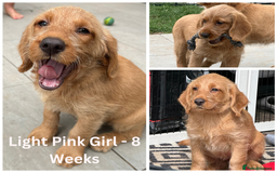 Labradoodle dogs for sale: Health Tested Miniature Labradoodles - Image 2