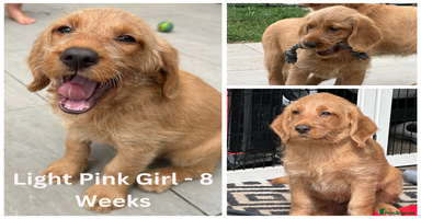 Labradoodle dogs - Advert 15