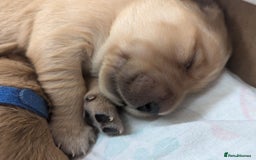 Golden Retriever dogs for sale: Golden retriver puppies (2 girls reserved) - Advert 8