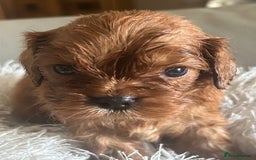 Cavalier King Charles Spaniel dogs for sale: Exquisite Cavalier King Charles puppies KC reg - Image 5