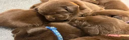 Labrador Retriever dogs for sale: ✨Outstanding Chunky Chocolate Labrador puppies✨ in Cowbridge - Advert 5
