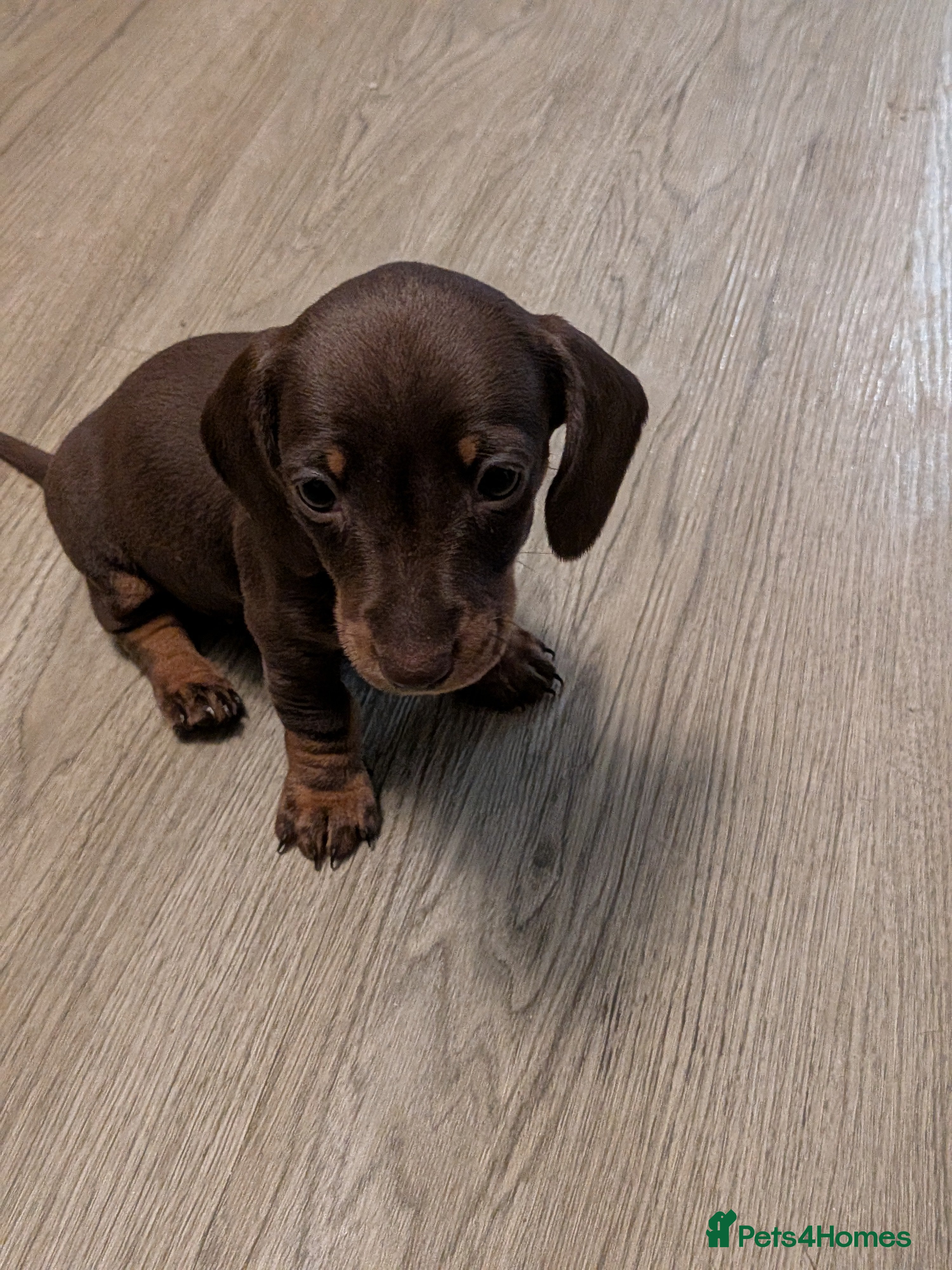 Miniature Dachshund dogs Miniature dachund  - Advert 2