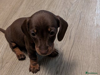 Miniature Dachshund dogs Miniature dachund - Advert 7
