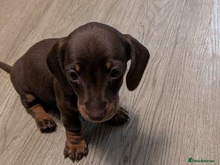 Miniature Dachshund dogs Miniature dachund - Advert 9