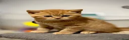 British Shorthair cats for sale: **TICA Registered British Shorthair Kittens🧡🤎 - Advert 14