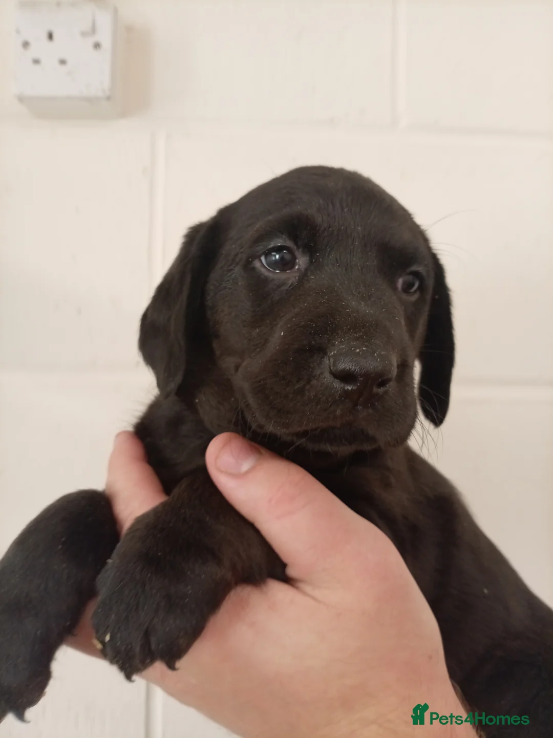 Labrador Retriever dogs for sale: Beautiful Labrador Puppies  - Advert 2