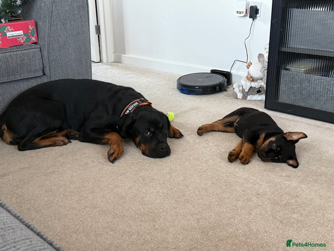 Mixed Breed dogs for sale: Boxweiller Puppy Female - Advert 4