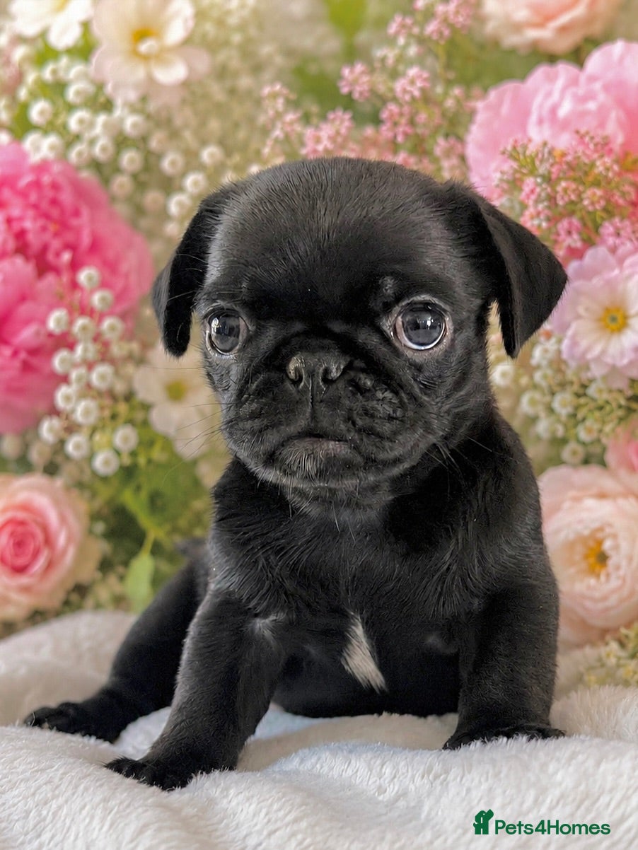 Pug dogs Kc registered pug puppies (last female available) - Advert 2