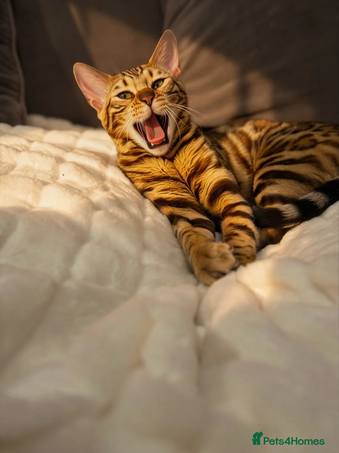 Mixed Breed cats for sale: Beauty Bengal Cross Kittens Looking for Their home - Advert 2