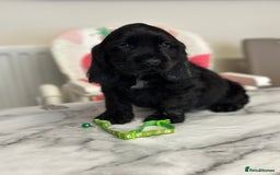 Cocker Spaniel dogs for sale: Health tested full show line puppies - Image 2