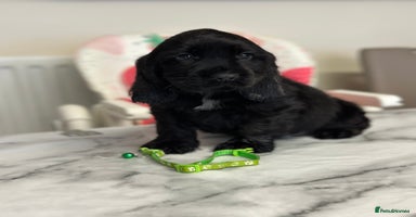 Cocker Spaniel dogs - Advert 15