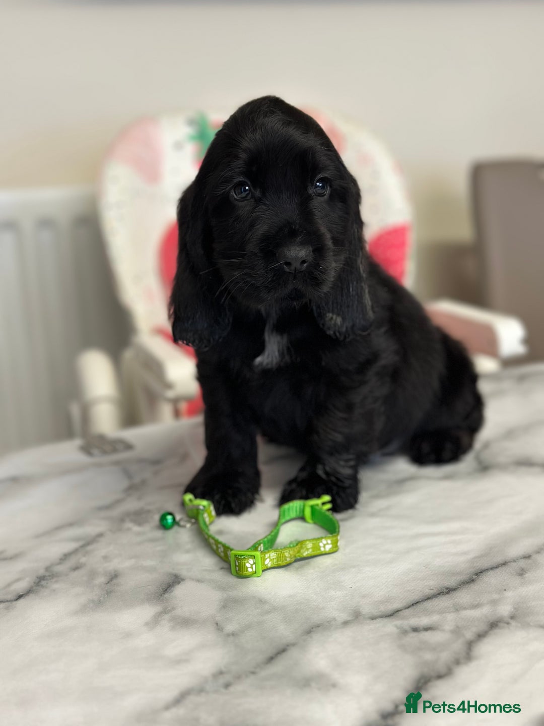 Cocker Spaniel dogs for sale: Health tested full show line puppies - Image 2