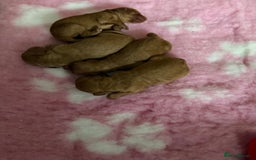 Cockapoo dogs for sale: Beautiful cockapoo puppies  - Image 3