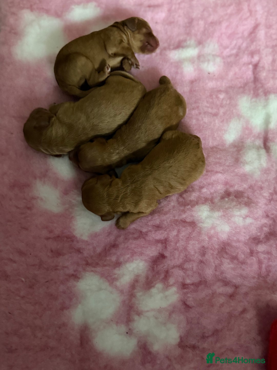 Cockapoo dogs for sale: Beautiful cockapoo puppies  - Image 3