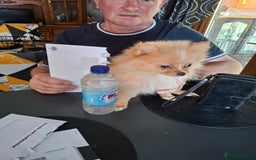 Pomeranian dogs for sale:  WELL BRED ** POMERANIAN - Image 12