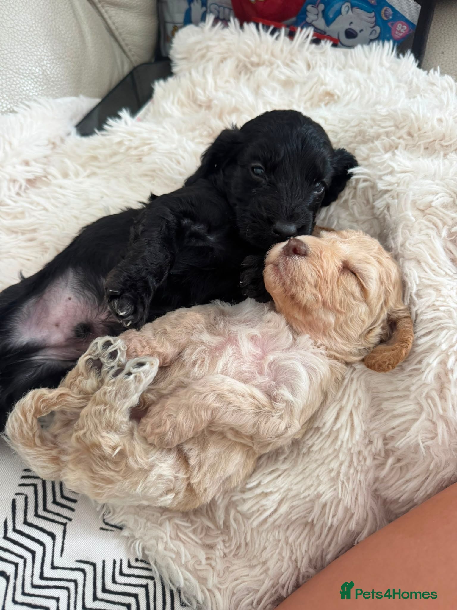 Cockapoo dogs F2 Cockapoo puppies - Advert 8
