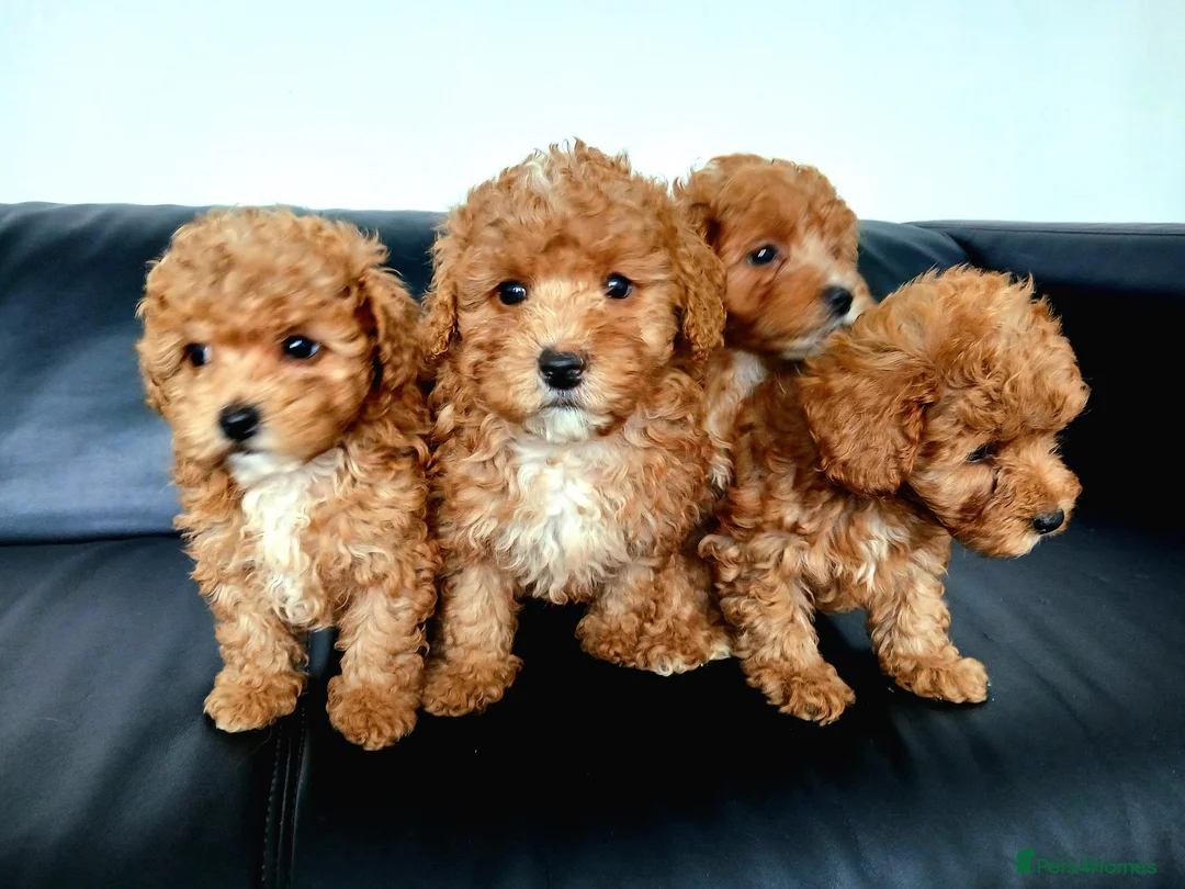 Maltipoo dogs for sale: F1B Maltipoo Puppies for Sale – 1 Boy, 3 Girls - Advert 4