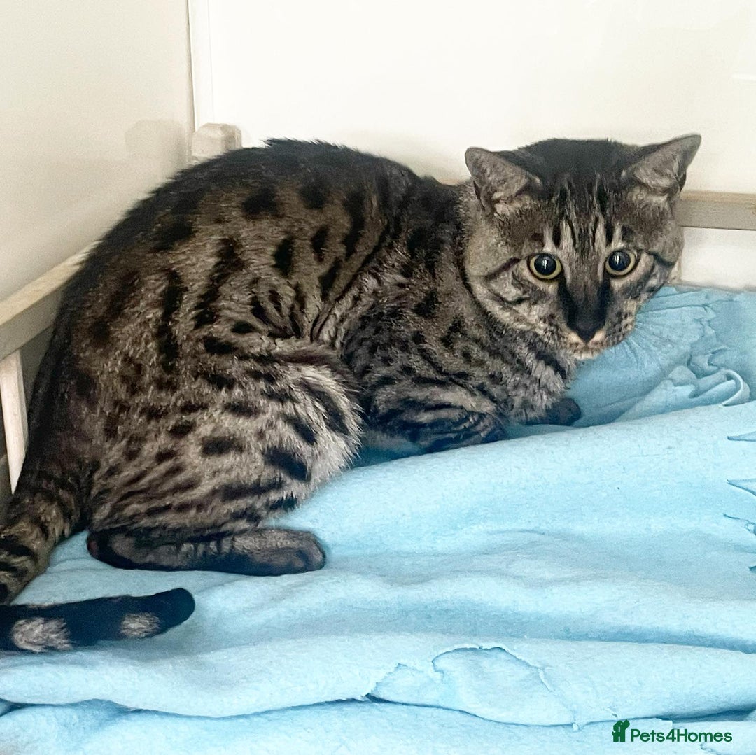 Savannah cats for sale: Retired F5 Silver Savannah boy with black nose - Image 9