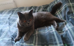 British Shorthair cats for sale: Male British Shorthair - Image 1