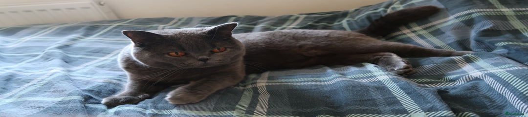 British Shorthair Kitten 1