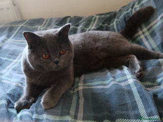 British Shorthair cats - Advert 12
