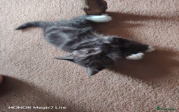 Mixed Breed cats for sale: Little kittens - Image 6