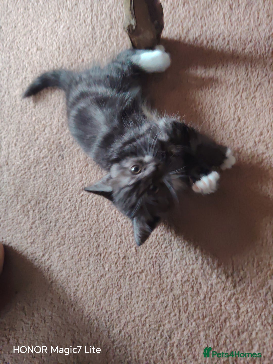 Mixed Breed cats for sale: Little kittens - Image 6