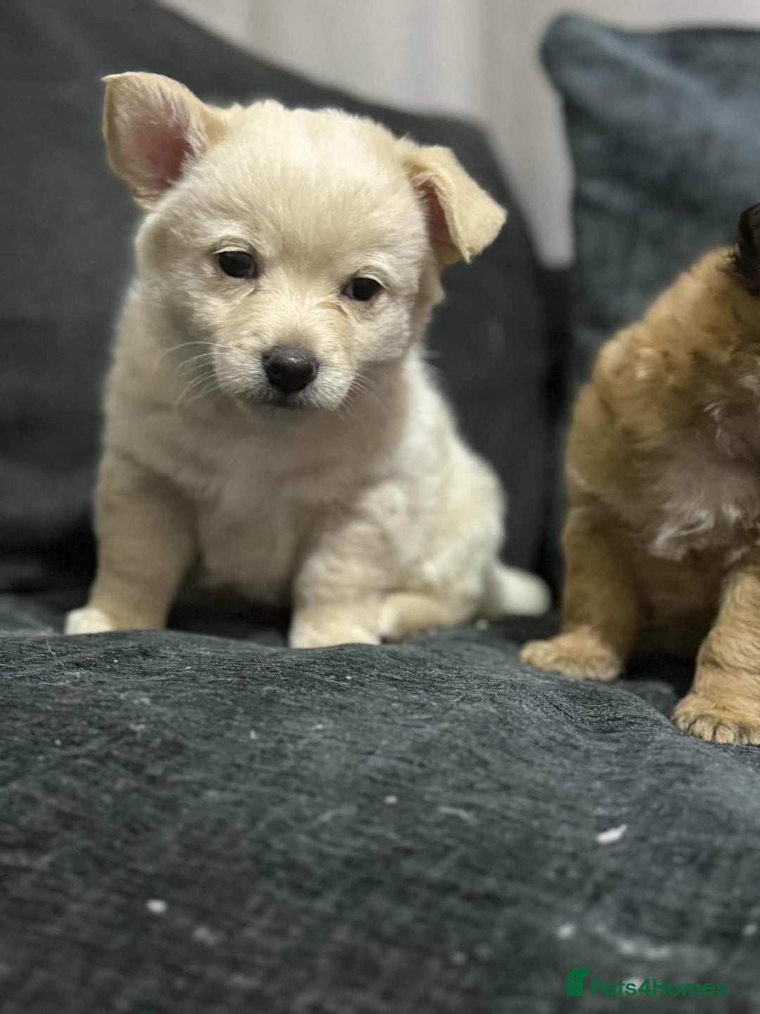 Mixed Breed dogs for sale: 2 chihuahua x jack Russell  - Image 8