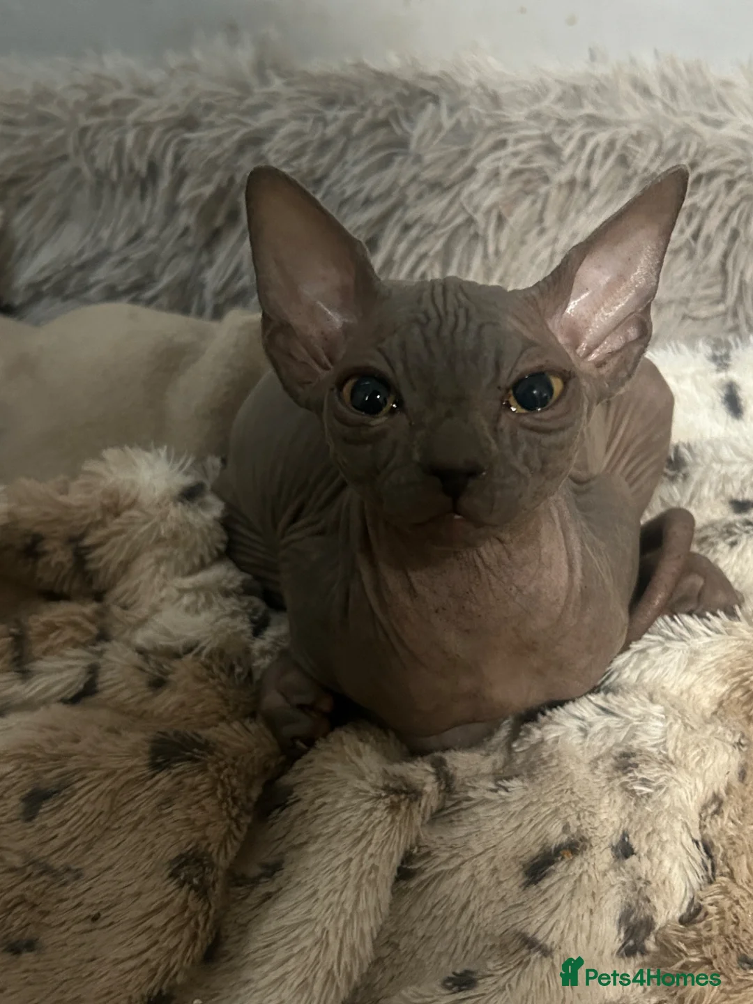 Sphynx cats for sale: Beautiful Sphynx Kitten - Friendly - Advert 2