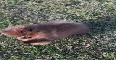 Pomeranian dogs - Advert 2