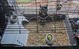 Guinea Pig rodents for sale: 2 female guinea pigs. Includes;  - Image 5