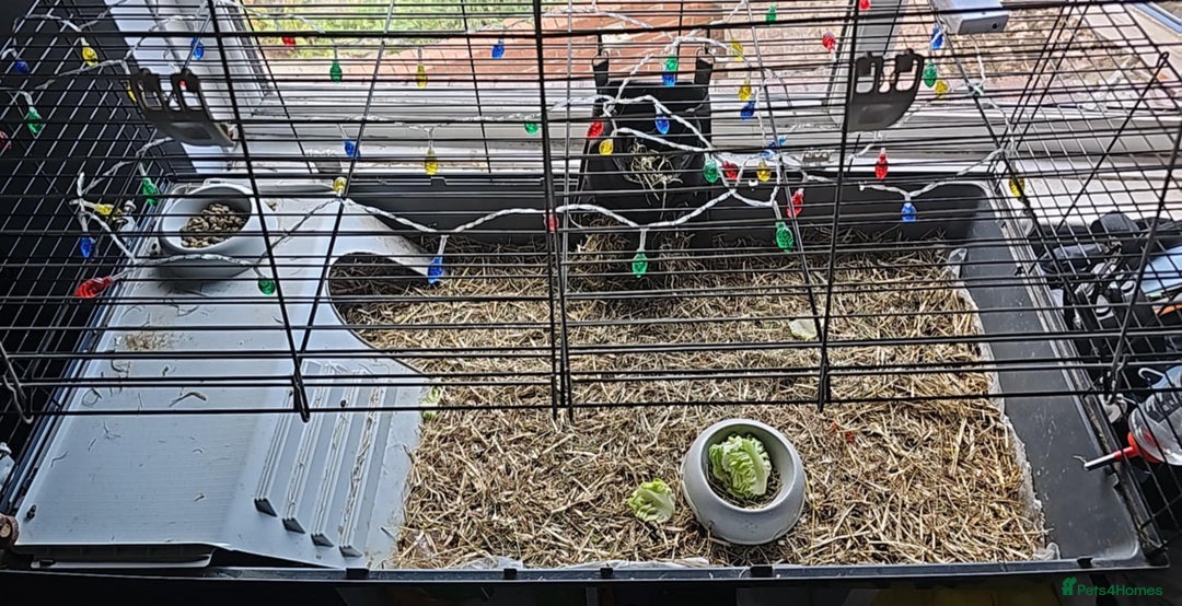 Guinea Pig rodents for sale: 2 female guinea pigs. Includes;  - Image 5